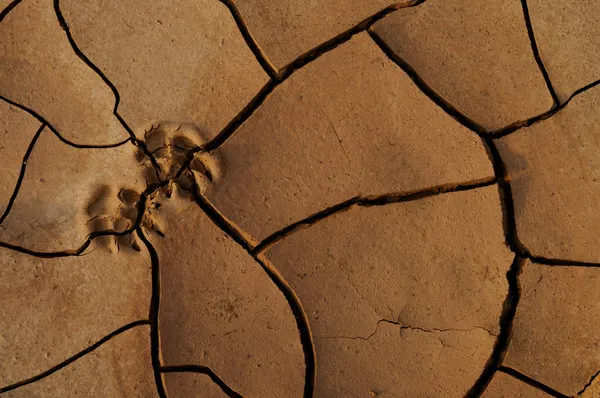 Dry cracked earth, desert — Stock Photo, Image