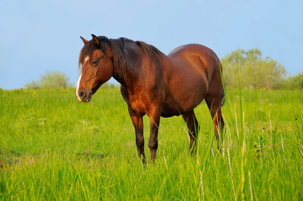 Häst på en äng — Stockfoto