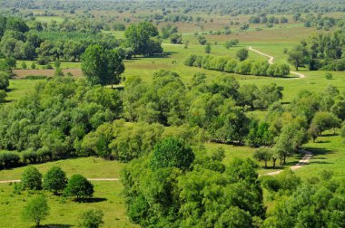 Lane çayır ve ağaçlar
