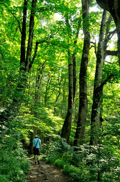 Homem caminhando na floresta — Fotografia de Stock