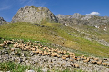durmitor dağda koyun sürüsü