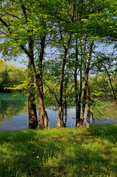 Primavera en la naturaleza — Foto de Stock