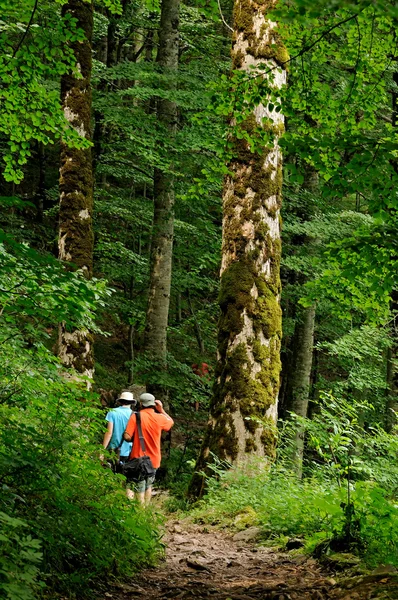 Caminhadas na floresta virgem — Fotografia de Stock