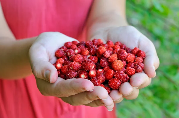 Δάσος φρέσκα φράουλες στα χέρια κορίτσι — Φωτογραφία Αρχείου