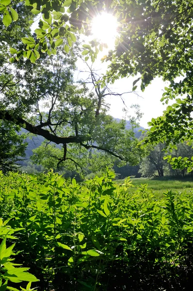 Grön skog — Stockfoto