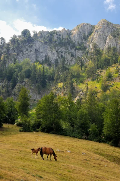 Cavalos na montanha de Sinjajevina, Montenegro — Fotografia de Stock