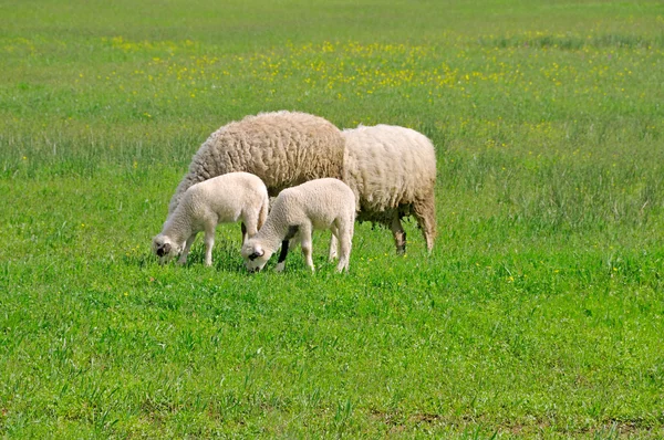 Ovinos pastando no prado — Fotografia de Stock