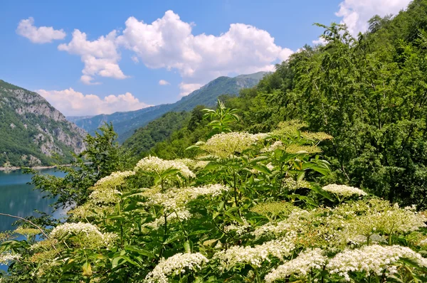 Landscape with elder flower — Stock Photo, Image