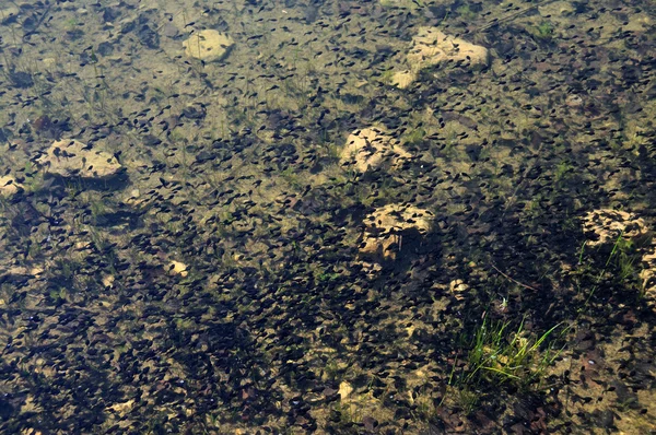 Nuage de têtards dans l'eau — Photo