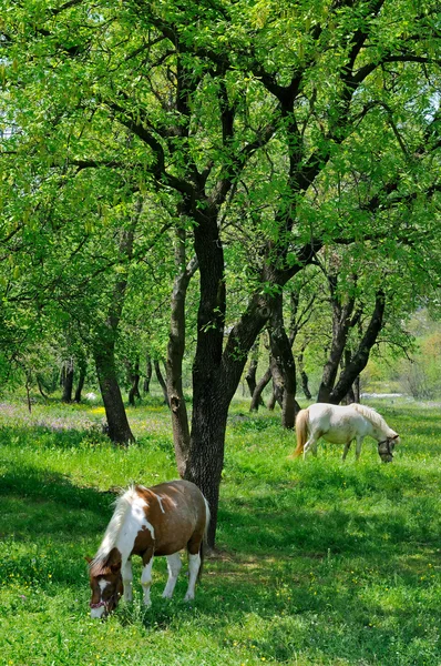 Deux chevaux broutant dans la nature — Photo