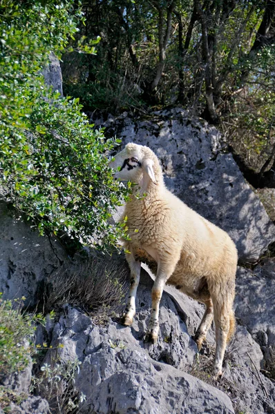 Moutons sur les rochers pâturage — Photo