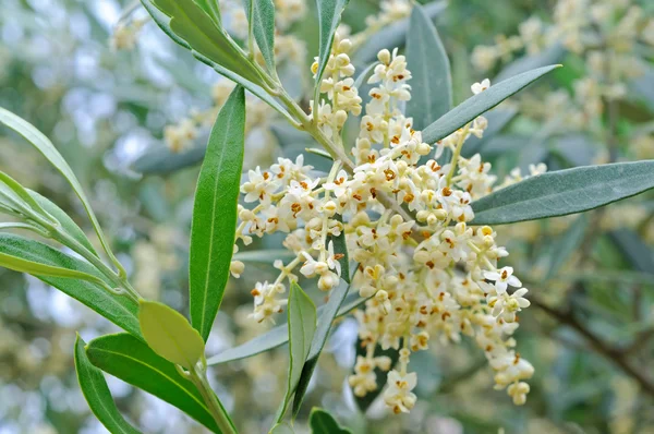 Flores e botões de azeitona — Fotografia de Stock