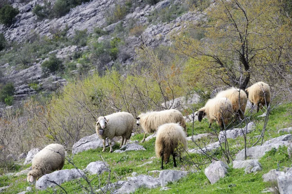 Moutons dans la colline — Photo