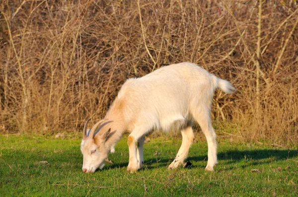 Pâturage des chèvres — Photo