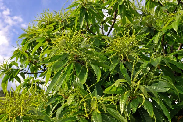 Kastanien Kätzchen Baum in der Blüte — Stockfoto