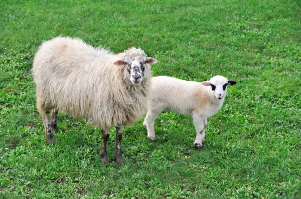 Овцы с ягненком на лугу — стоковое фото