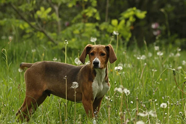 Puppy Garden — Stock Photo, Image