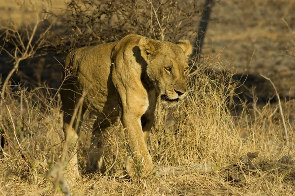 Leonessa nel Parco Nazionale di Mikumi — Foto Stock