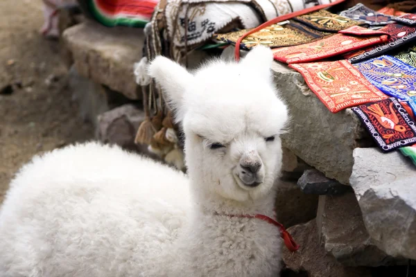在秘鲁的一个当地市场上婴儿羊驼 — 图库照片