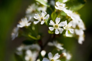 Kiraz çiçeği.