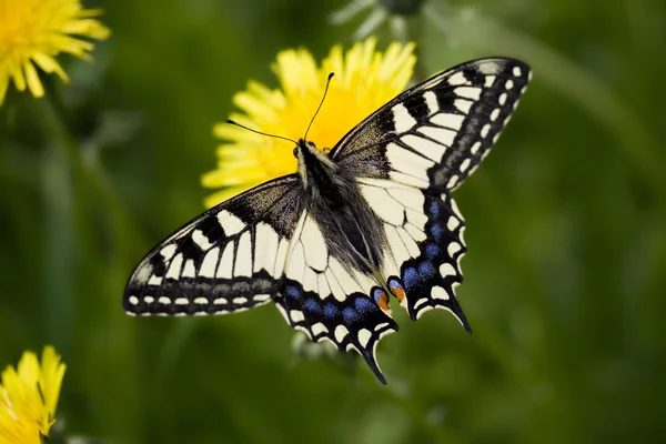 Papilio machaon britannicus Images De Stock Libres De Droits