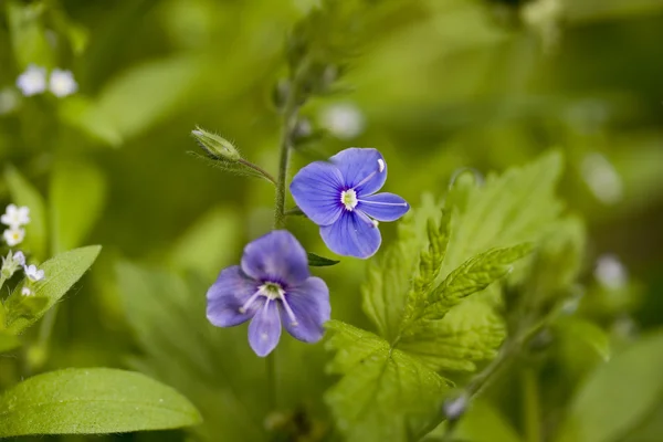 Veronica flower — Stock Photo, Image