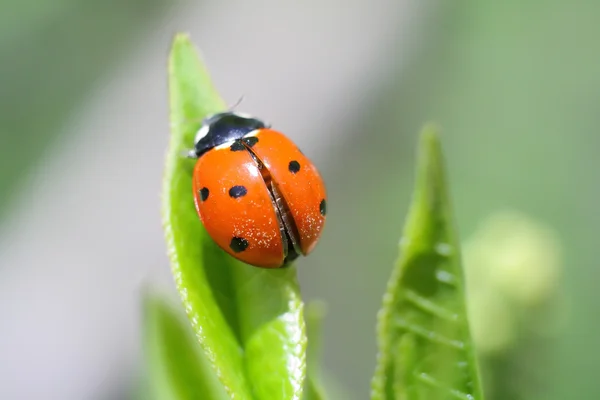 Nyckelpiga — Stockfoto