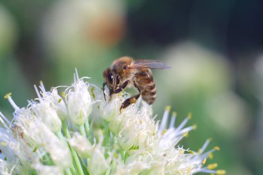 beyaz çiçek arıya