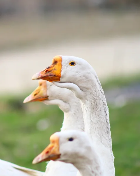 Gäss foder i byn på en äng — Stockfoto