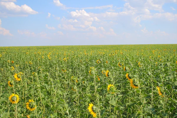 Veld met zonnebloemen en de blauwe hemel — Stockfoto