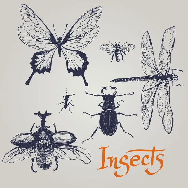 Conjunto de varios insectos. Vector . — Archivo Imágenes Vectoriales
