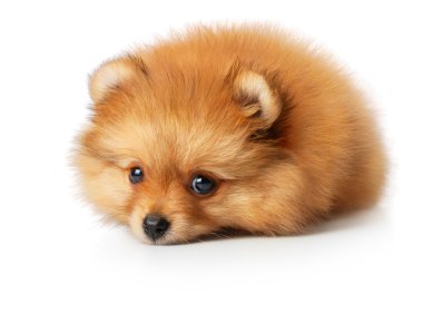 üzgün spitz köpek yavrusu