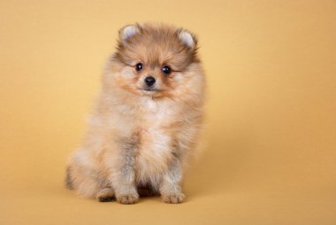 Pomeranya Tükürük Köpeği