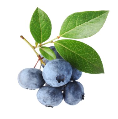 Blueberry twig clipart