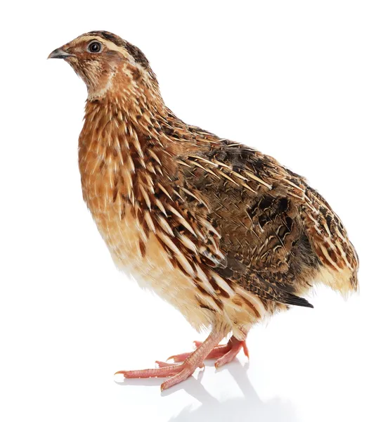 Japanese Quail — Stock Photo, Image