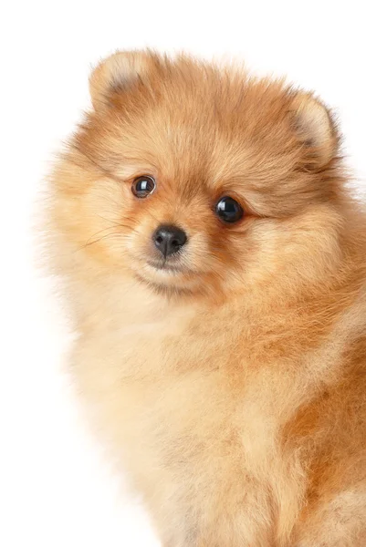 Spitz köpek yavrusu