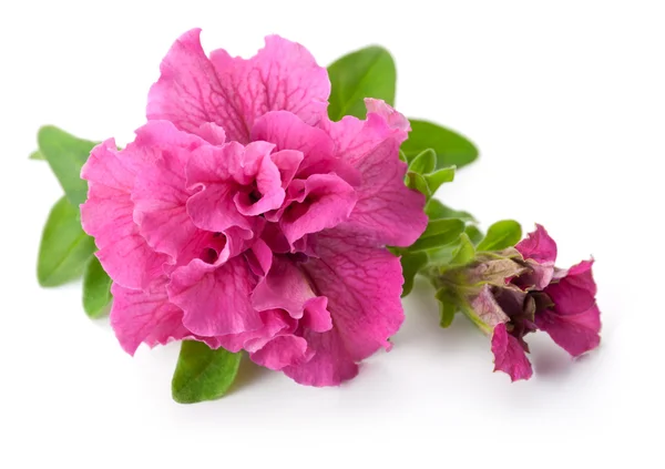 Petunia — Stockfoto