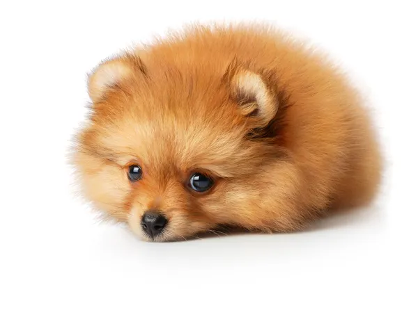 cute fluffy puppy pictures