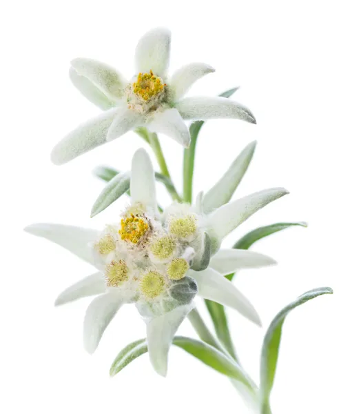 Edelweiss. — Stok fotoğraf