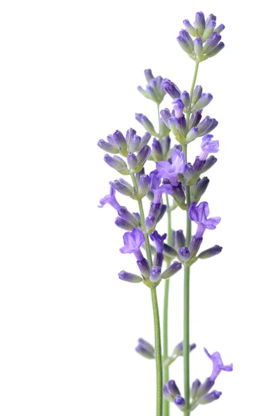 Lavendel — Stockfoto