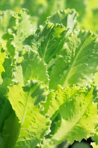 Lechuga ecológica — Foto de Stock