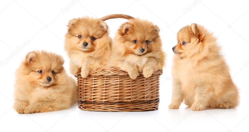 Puppies in a basket