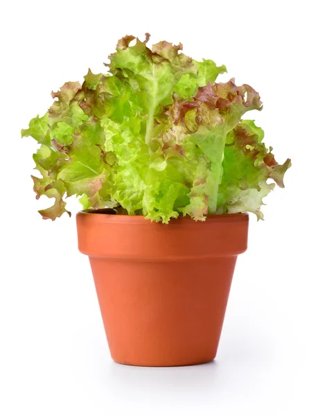 Lettuce in a pot — Stock Photo, Image