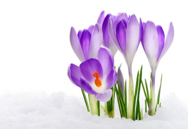 Purple Crocuses clipart