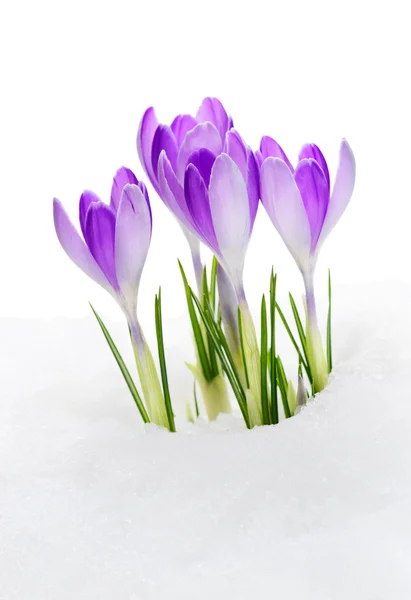 Crocus violet — Photo