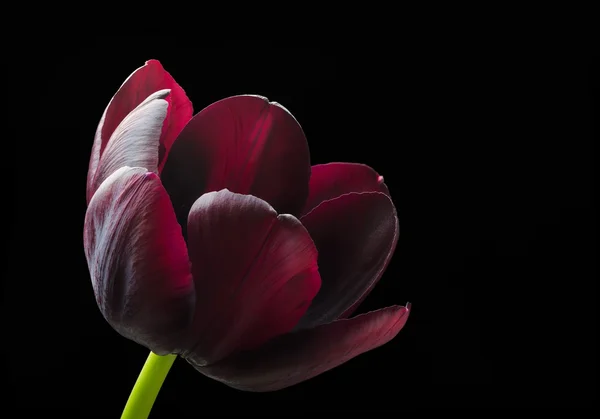 Tulipa preta roxa . — Fotografia de Stock
