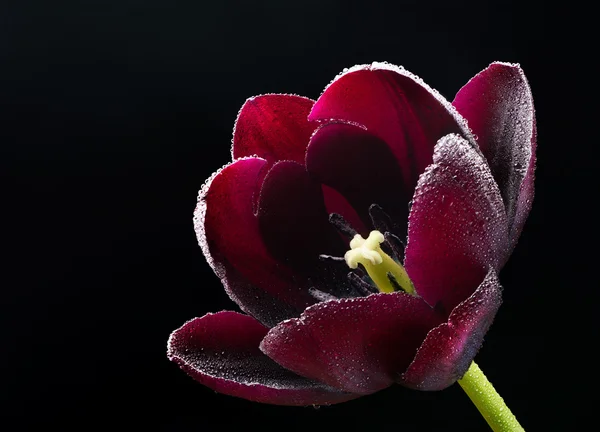 Våt lila-svart tulpan. — Stockfoto