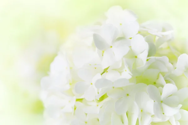 White Hydrangea — Stock Photo, Image