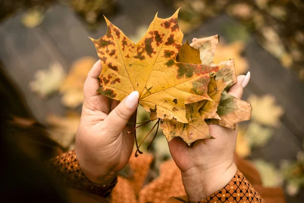 Female Adult Hands Holding Yellow Autumn Leaves — 스톡 사진