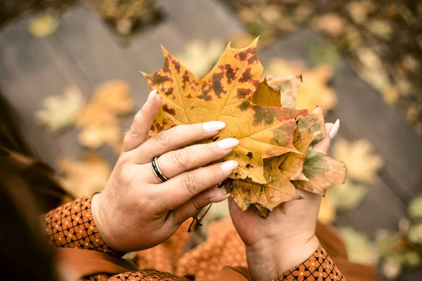 Female Adult Hands Holding Yellow Autumn Leaves — Stock Fotó